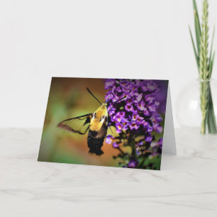 Hummingbird Moth, carte