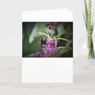 Hummingbird Moth, carte