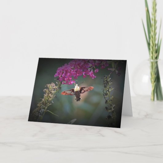 Hummingbird Moth, carte (Devant)