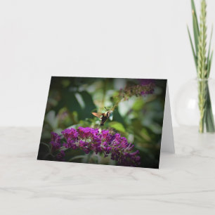 Hummingbird Moth, carte