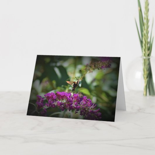 Hummingbird Moth, carte (Devant)