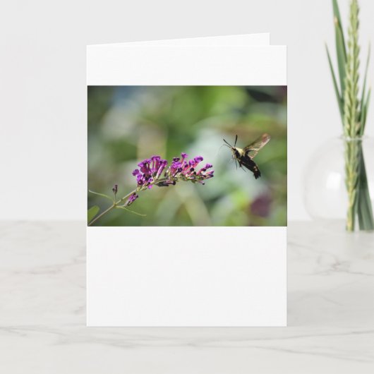 Hummingbird Moth, carte (Devant)