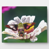 Hummingbird Moth Fotoplaat (Voorkant)