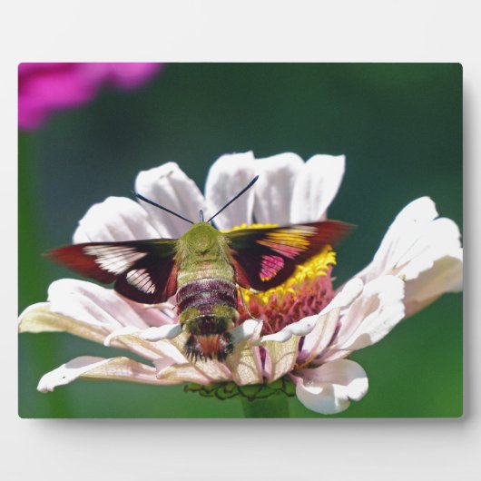Hummingbird Moth Fotoplaat (Voorkant)