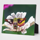 Hummingbird Moth Fotoplaat (Zijkant)