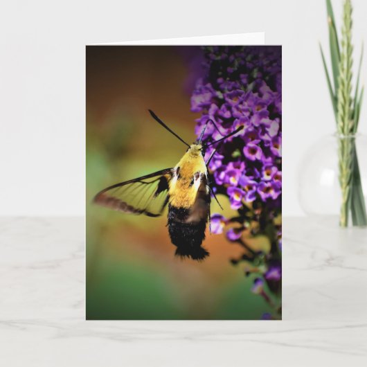 Hummingbird Moth, kaart (Voorkant)