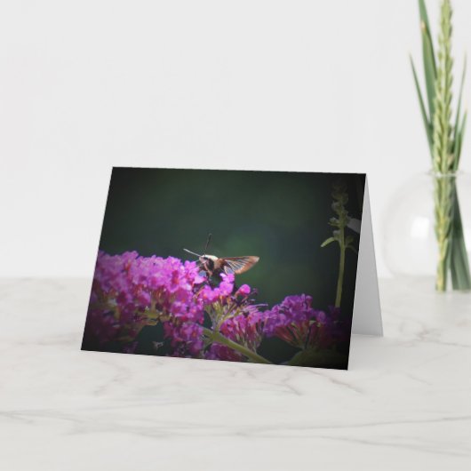 Hummingbird Moth, kaart (Voorkant)
