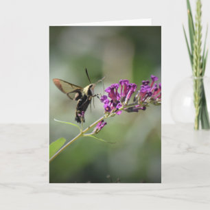 Hummingbird Moth, kaart