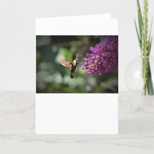 Hummingbird Moth, kaart