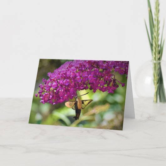 Hummingbird Moth, kaart (Voorkant)