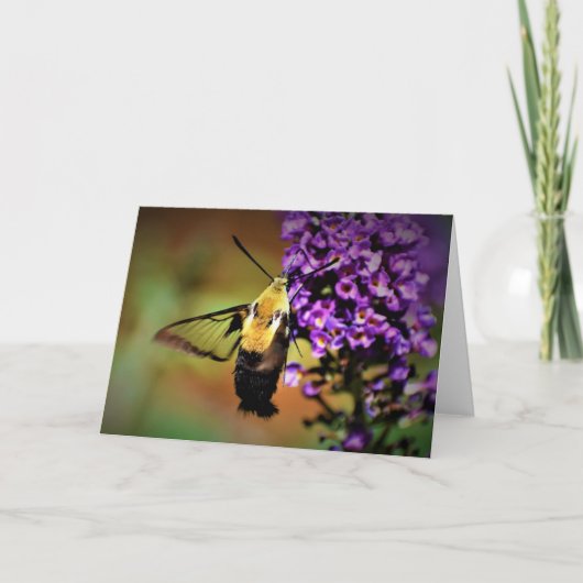 Hummingbird Moth, kaart (Voorkant)