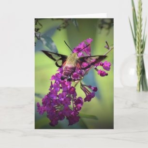 Hummingbird Moth, kaart