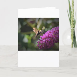 Hummingbird Moth, kaart