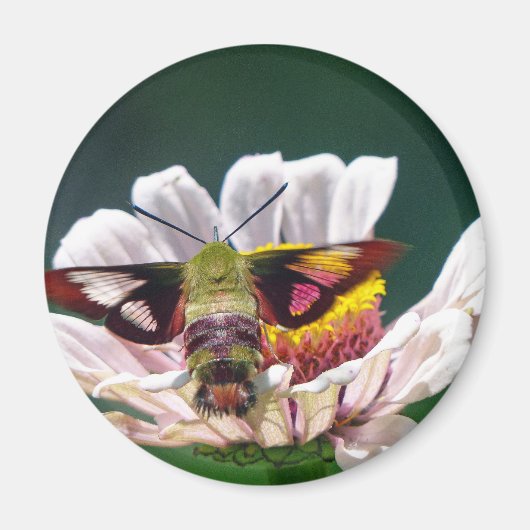 Hummingbird Moth Magneet (Voorkant)
