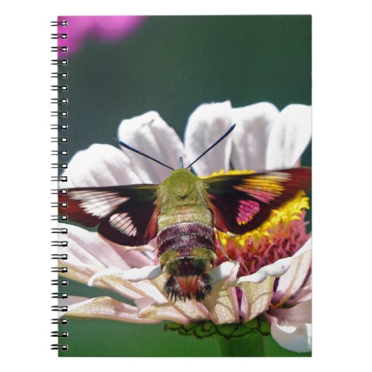 Hummingbird Moth Notitieboek (Voorkant)