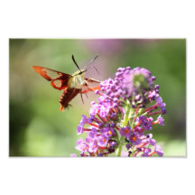 Hummingbird Moth on a Butterfly Struik