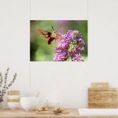 Hummingbird Moth on a Butterfly Struik Poster (Keuken)