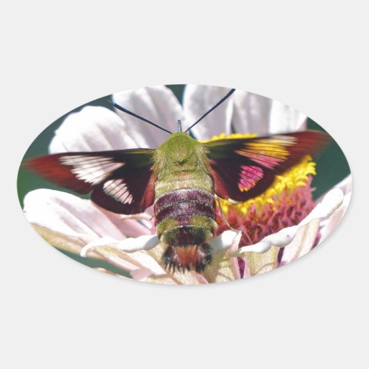Hummingbird Moth Ovale Sticker (Voorkant)