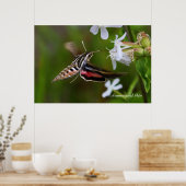 Hummingbird Moth Poster (Keuken)