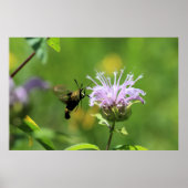 Hummingbird Moth Poster (Voorkant)