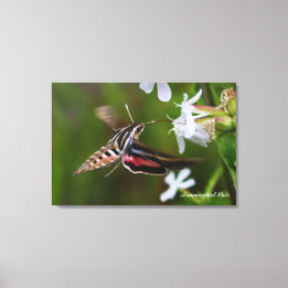 Hummingbird Moth Premium Wrapped Canvas
