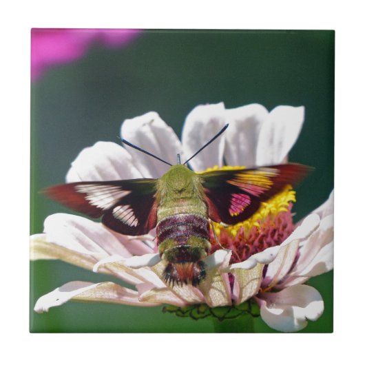 Hummingbird Moth Tegeltje (Voorkant)