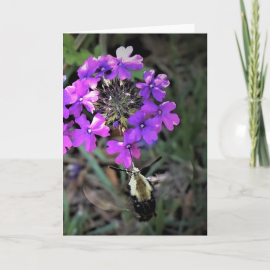Hummingbird Moth & Verbena, carte (Devant)