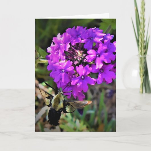 Hummingbird Moth & Verbena, carte (Devant)