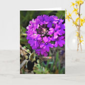 Hummingbird Moth & Verbena, carte (Fleur jaune)