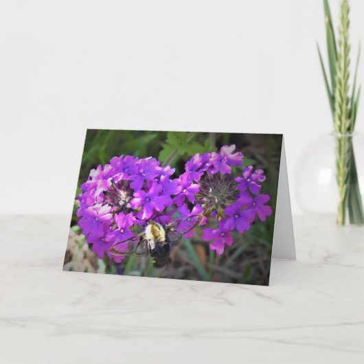 Hummingbird Moth & Verbena, carte (Devant)
