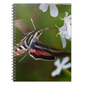 Hummingbird Moth Wire Journal (Devant)