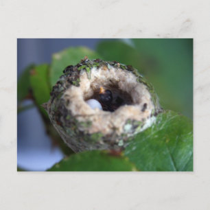 Hummingbird Nest Photography Briefkaart