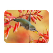 Hummingbird omringd door rode yucca magneet (Horizontaal)