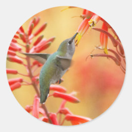 Hummingbird omringd door rode yucca ronde sticker