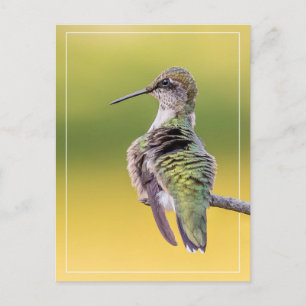 Hummingbird on Alert Briefkaart