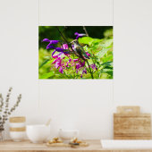 Hummingbird on Hummingbird Mint Poster (Keuken)