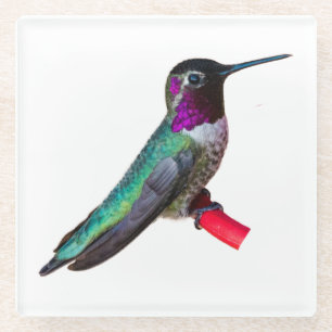 Hummingbird Onderzetter - Design B