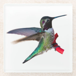 Hummingbird Onderzetter - Design C