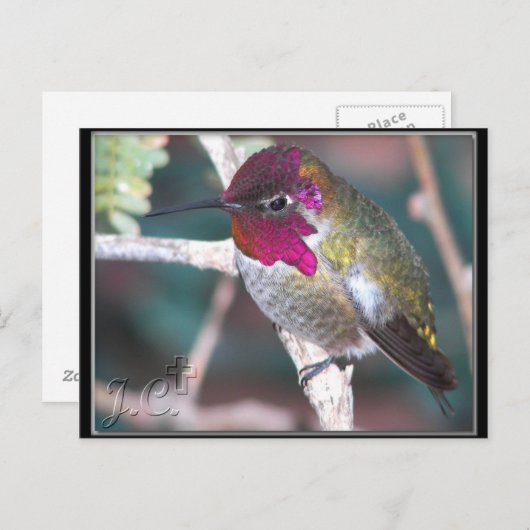 Hummingbird op Backyard Branch. Briefkaart (Voorkant / Achterkant)