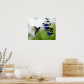 Hummingbird op Blue Salvia Poster (Keuken)