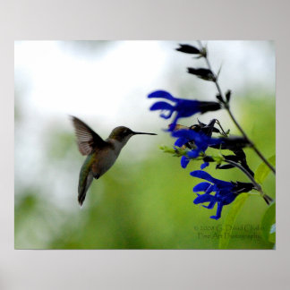 Hummingbird op Blue Salvia Poster