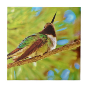 Hummingbird op evergreen tegeltje