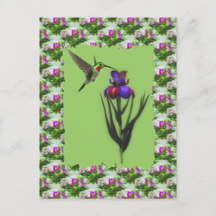 Hummingbird op Iris Flower Briefkaart