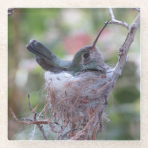Hummingbird op Nest Glazen Onderzetter