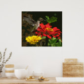 Hummingbird op Zinnias Poster (Keuken)