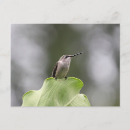 Hummingbird Perching Briefkaart