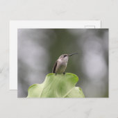 Hummingbird Perching Briefkaart (Voorkant / Achterkant)