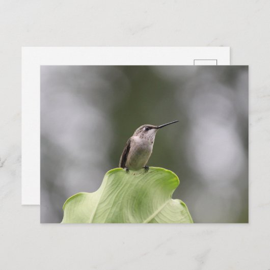 Hummingbird Perching Briefkaart (Voorkant / Achterkant)