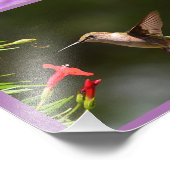 Hummingbird Photo Collage Foto Afdruk (Hoek)