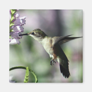 Hummingbird Pink Floral Wildlife Foto Magneet